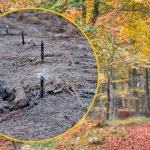 Niebezpieczna pułapka na drodze. Ktoś powbijał metalowe pręty w ziemię 