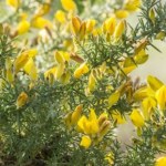 Niebezpieczna roślina w Polsce. Kolcolist zachodni wypiera rodzime gatunki