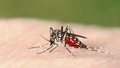 Niebezpieczne komary. O której porze dnia są najgroźniejsze?