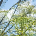 trucizna Niebezpieczne rośliny w ogrodach. Nie wszyscy zdają sobie sprawę z zagrożenia