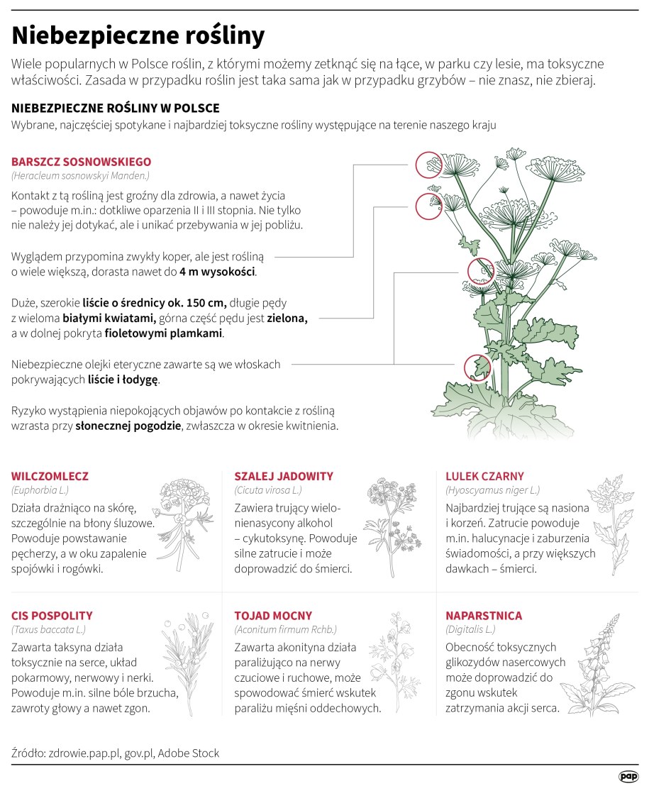 Niebezpieczne rośliny w Polsce /Mateusz Krymski /PAP