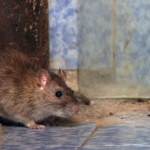 Niebezpieczne trutki na gryzonie. Jakie objawy są alarmujące, jak uchronić się przed zatruciem? 