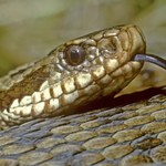 Niebezpieczne węże w Polsce. Jeden gatunek jest jadowity