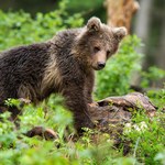 Niebezpieczne zwierzęta w polskich parkach narodowych. Pamiętaj podczas wycieczek