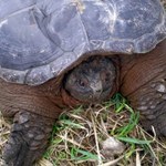 Niebezpieczny dla ludzi żółw jaszczurowaty znaleziony na Mazowszu