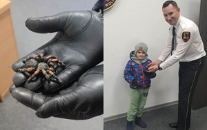 "Niebezpieczny pająk" na klatce schodowej. Okazał się... zabawką