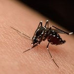 Niebezpieczny prezent od komara