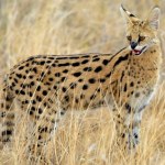 ​Niebezpieczny serwal na wolności. "Skrajna nieodpowiedzialność właściciela"