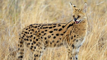 ​Niebezpieczny serwal na wolności. "Skrajna nieodpowiedzialność właściciela"