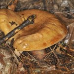 Niebezpieczny sobowtór rydza. Toksyczny grzyb kiedyś był przysmakiem