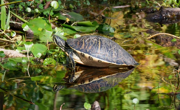 Niebezpieczny żółw w Poznaniu. Pierwszy taki przypadek w Polsce