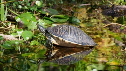 Niebezpieczny żółw w Poznaniu. Pierwszy taki przypadek w Polsce