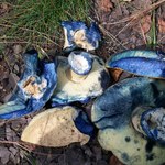 Niebieski fenomen lasów. Piaskowiec modrzak, czyli niesamowity grzyb jadalny