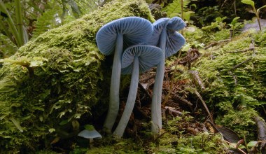 Niebieski grzyb w kolorze Smerfów. Jest na pieniądzach i znaczkach