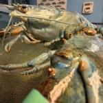 Homar Niebieski homar znów uniknął garnka. Teraz wróci do oceanu