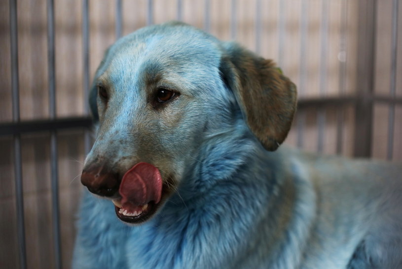 Niebieski pies w Dzierżyńsku /Reuters /Agencja FORUM