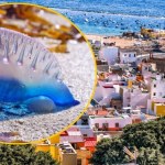 Teneryfa "Niebieskie baloniki" na rajskich plażach Teneryfy. Wydano ostrzeżenie dla turystów