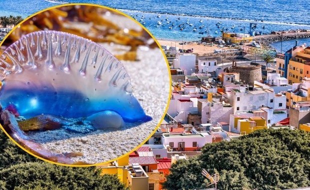 "Niebieskie baloniki" na rajskich plażach Teneryfy. Wydano ostrzeżenie dla turystów