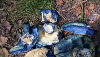 Niebieskie grzyby w polskich lasach. Czy można je jeść? 