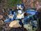 Niebieskie grzyby z polskich lasów... są jadalne! Jak je przyrządzić?
