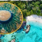 Niebieskie guziki na rajskiej plaży. Wydano ostrzeżenie dla turystów