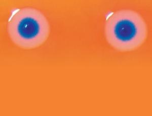 Niebieskie kolonie bakterii z przeszczepionym genomem. &nbsp; /Fot.JCVI