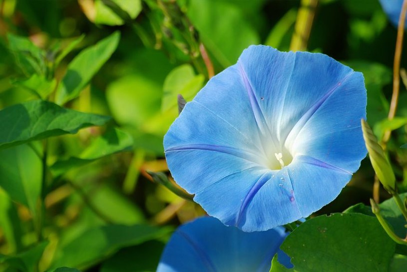 Niebieskie kwiaty /123/RF PICSEL