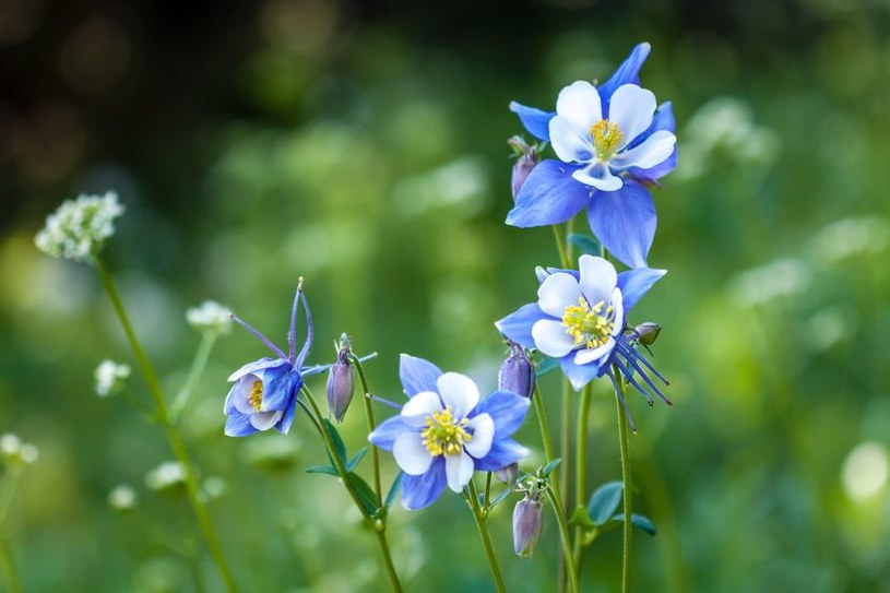 Niebieskie kwiaty /123/RF PICSEL