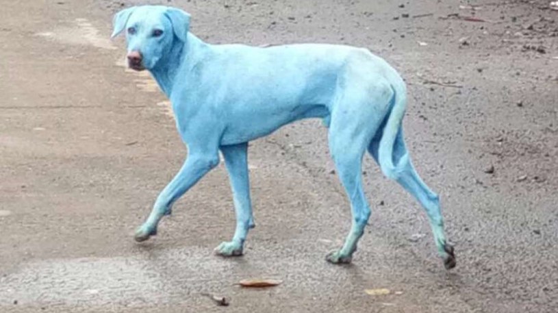 Niebieskie psy na ulicach Navi Mumbai /materiały prasowe
