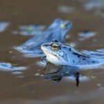 Niebieskie żaby znów pojawiły się w Polsce. Będzie można je zobaczyć tylko przez 2 tygodnie