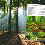 Niebywały gatunek w polskich lasach. Leśnicy apelują, aby nie brać ich do rąk