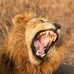 Niechciane zwierzaki trafiają do zoo w Aalborgu. Tam kończą jako pokarm