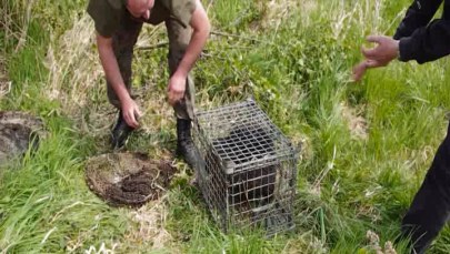 Niecodzienna akcja ratunkowa. Bóbr utknął w studni