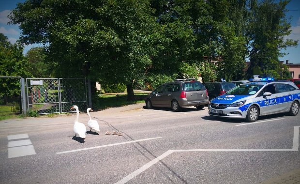 Niecodzienna interwencja policjantów. Powodem łabędzie