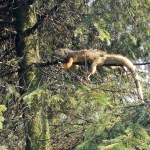 Niecodzienna interwencja strażaków. Na drzewie siedziała egzotyczna jaszczurka