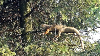 Niecodzienna interwencja strażaków. Na drzewie siedziała egzotyczna jaszczurka