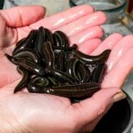 Niecodzienna niespodzianka w bucie. Leśnik ostrzega