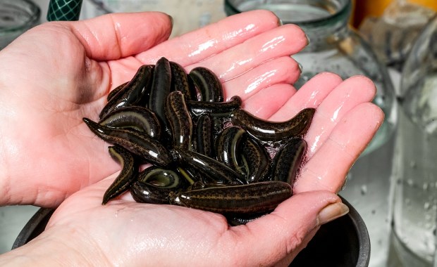 ​Niecodzienna niespodzianka w bucie. Leśnik ostrzega