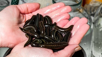 ​Niecodzienna niespodzianka w bucie. Leśnik ostrzega