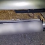 Niecodzienna przygoda z dzikiem w roli głównej