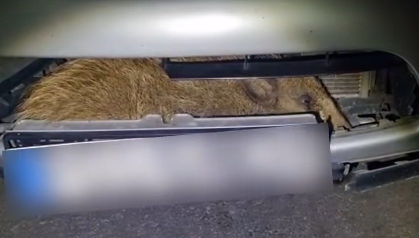 Niecodzienna przygoda z dzikiem w roli głównej