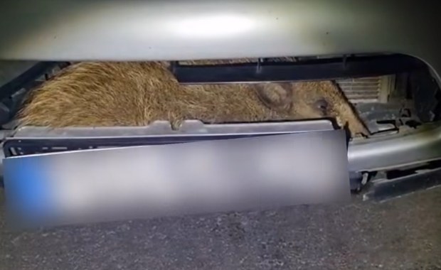 Niecodzienna przygoda z dzikiem w roli głównej