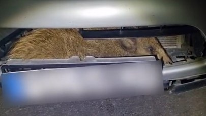 Niecodzienna przygoda z dzikiem w roli głównej