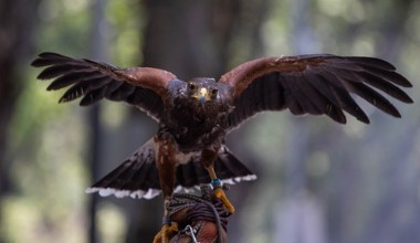 Niecodzienna sytuacja. Drapieżne ptaki będą chronić festiwal filmowy