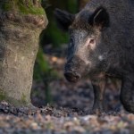 Niecodzienna sytuacja w Krakowie. Dzik wstrzymał ruch tramwaju