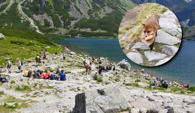 Niecodzienne spotkanie w polskich Tatrach. "Ktoś został bez śniadania"