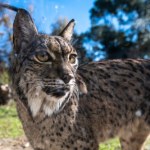 Niecodzienne zachowanie zaobserwowane u rysia. Naukowcy mają pewną teorię