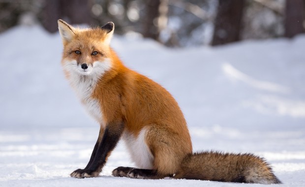 Niecodzienni goście na Wawelu. Pojawiła się tam para lisów