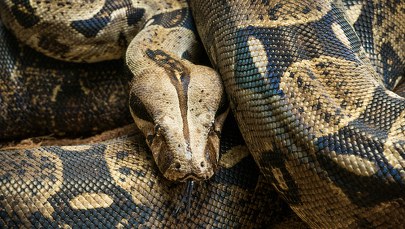 Niecodziennie odkrycie na lotnisku. W bagażu podręcznym był boa dusiciel 