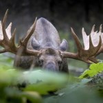 Niecodziennie widowisko z udziałem łosi. Nawet telewizja zaczęła transmisję